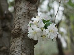 -海棠花溪(元大都城垣遗址公园)