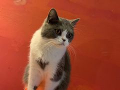 -猫色咖啡·猫咖