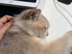 -东方名猫馆·英短金渐层布偶猫舍(环线广场1号楼店)