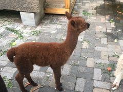 -长白岛森林公园