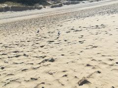 -黄金海岸