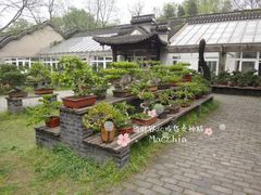 -盆景园(扬州大运河文化旅游度假区)