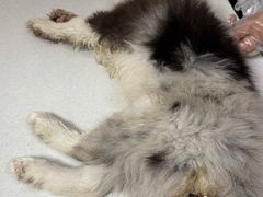 -康旭宠物医院(郑州总院)