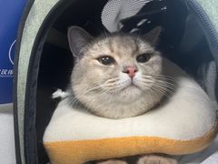 -伟伟宠物医院·CT影像中心·瑞派犬猫综合性门诊(汉口总院)