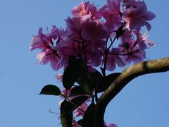 -梧桐山风景名胜区