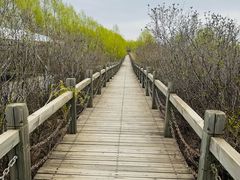 -呼兰河口湿地公园