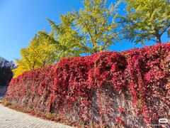 -北京张裕爱斐堡酒庄