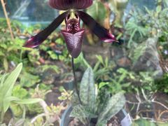 -国家植物园南园