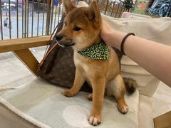 -柴犬小屋·柴餐厅·狗咖食堂(金鼎广场店)