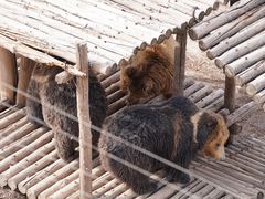 -青藏高原野生动物园
