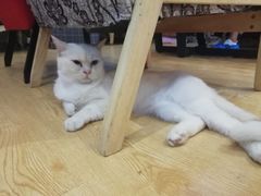 -万小咖.猫咖(中山路天虹店)