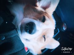 -美联众合爱康动物医院•复杂内科•肿瘤科•牙科•腔镜诊疗中心