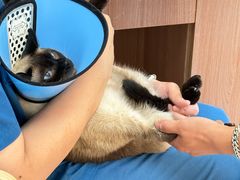 -爱派特动物医院·全科诊疗中心