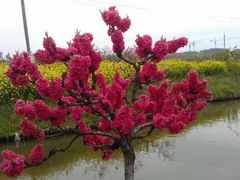 android_upload_pic-南汇桃花村