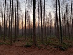 -黄海国家森林公园