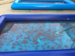 -大望京儿童游乐场