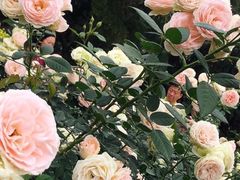 -人民公园(罗湖区)