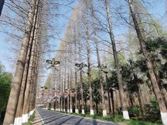 -黄海国家森林公园