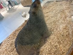 -怪兽屋·羊驼·猫咖·狗咖(俊华广场店)