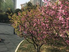 -雪枫公园