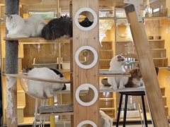 -平行世界·猫咖(首经贸店)