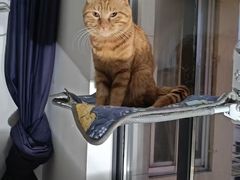 -圣宠动物医院·犬猫专科·影像中心·外科中心