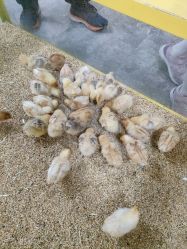-神奇动物撸宠馆·羊驼·小浣熊·异宠(豫园店)