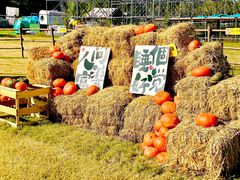 -大塘金香草谷