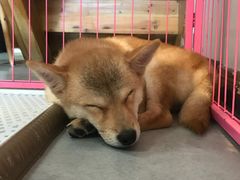 -汪说·狗咖(旺城大厦店)