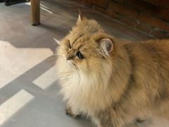 -豆逗聊愈猫阁Easy Life