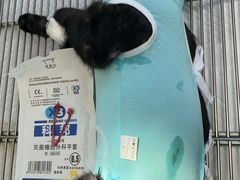 -全心全意连锁动物医院(石景山店)