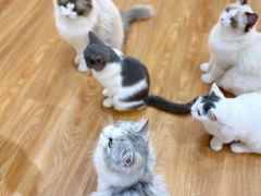 -COLOR PETS 撸猫馆·购猫·猫咖(长风大悦城店)