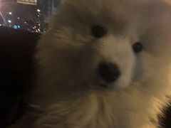 -乖乖宠物医院·猫科·骨科·24小时(云岗分院)