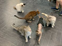-猫色咖啡·猫咖