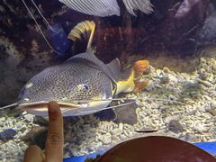 -太平洋海底世界