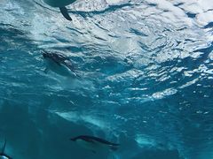 -珠海长隆海洋王国