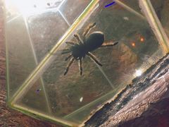-上海大自然野生昆虫馆(东方明珠·爬宠昆虫探索中心)