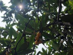 -塘栖枇杷特色园区