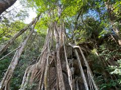 -中国科学院西双版纳热带植物园