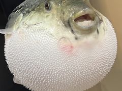 -鲐赏河豚(长寿店)