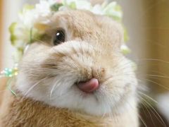 -呷哺呷哺(松江开元店)