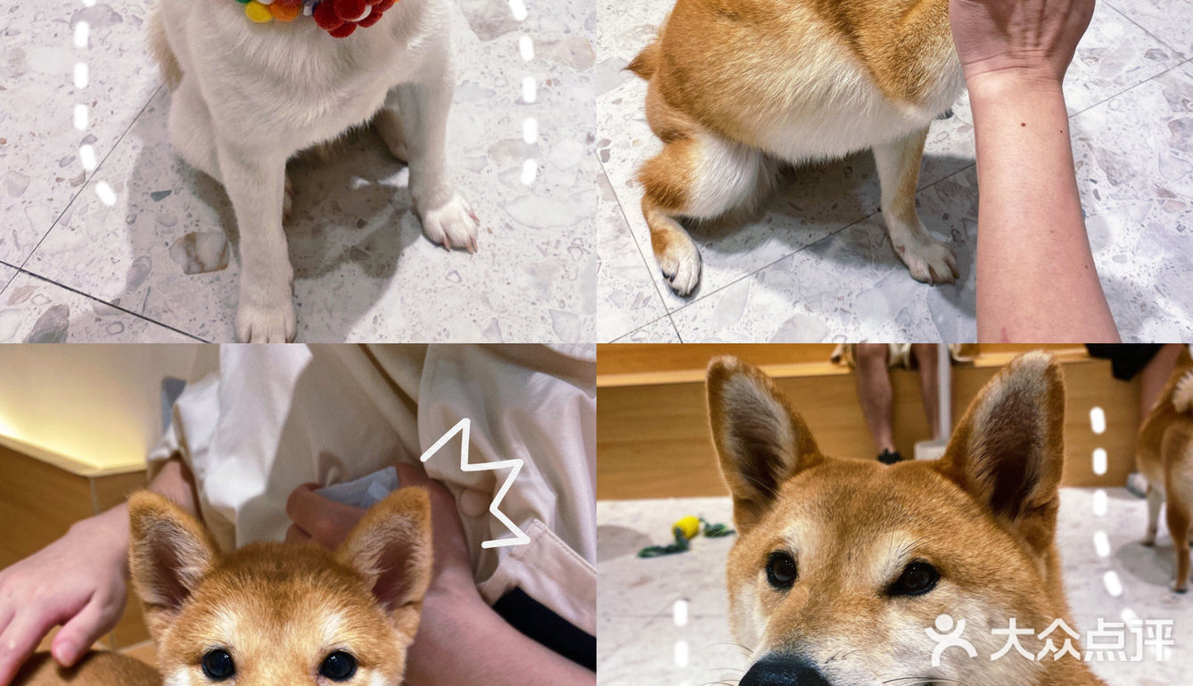 🐶超治愈柴犬咖！一起来撸奶fufu的柴柴吧