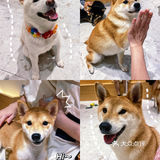 🐶超治愈柴犬咖！一起来撸奶fufu的柴柴吧