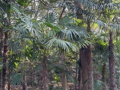 -杭州植物园