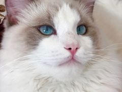 -猫大福·Fortune Cat猫舍(百子湾店)