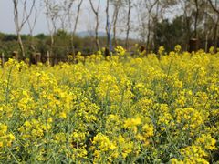 -天适樱花悠乐园