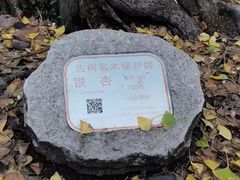 -上海佘山国家森林公园天马山园