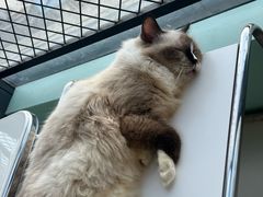 -怪兽屋·羊驼·猫咖·狗咖(俊华广场店)