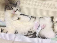 -灵美宠物诊所