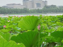 -莲花池公园